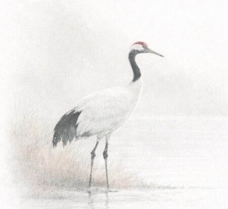 A crane standing in still water, surrounded by soft light and silence